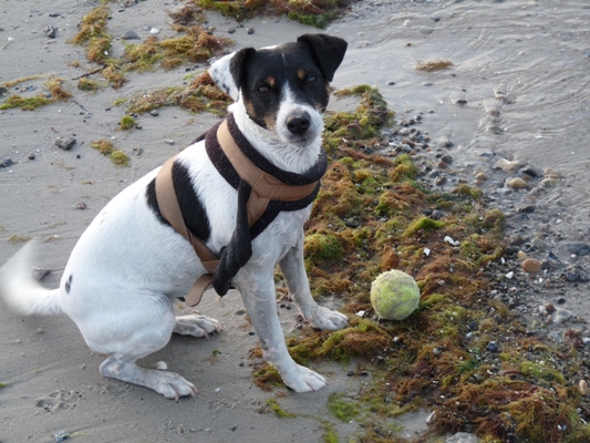 Hund mit Ball