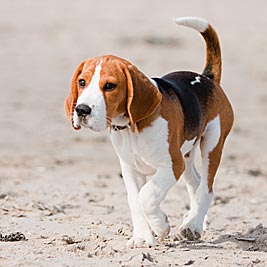 Hund am Hundestrand