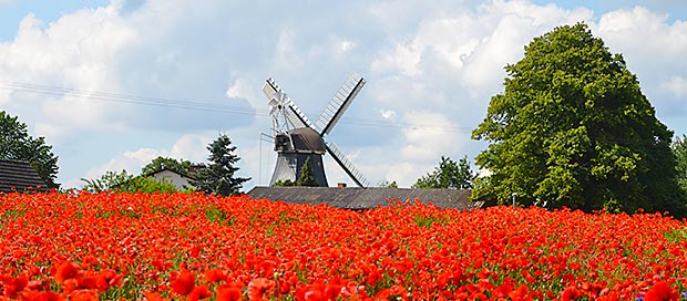 Die Holsteinische Schweiz zur Mohnblüte.