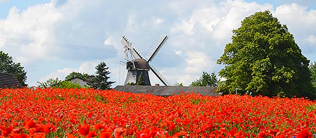 Die Holsteinische Schweiz zur Mohnblüte.