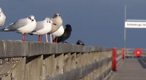 Seebrücke "Schönberger Strand"